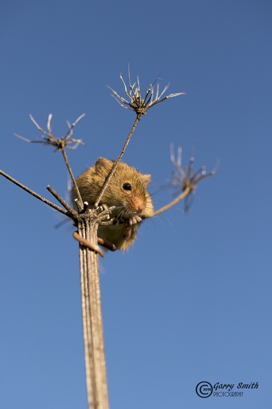 Harvest Mouse (Micromys minutus) Garry Smith-2053548705.jpg